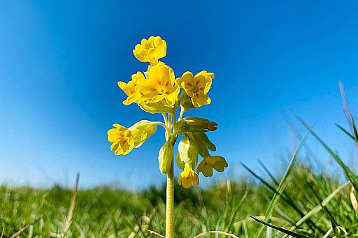 SPRING COWSLIP